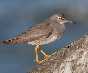 Хөгчүүхэй (Цэлдэн хөгчүүхэй)